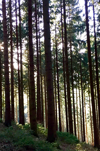 Waldmotiv aus Werdohl